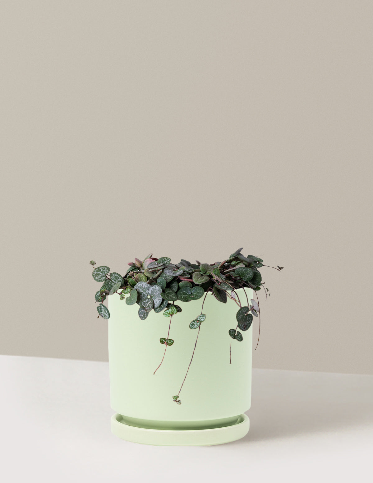 bundle | Medium | Isabella | Sage