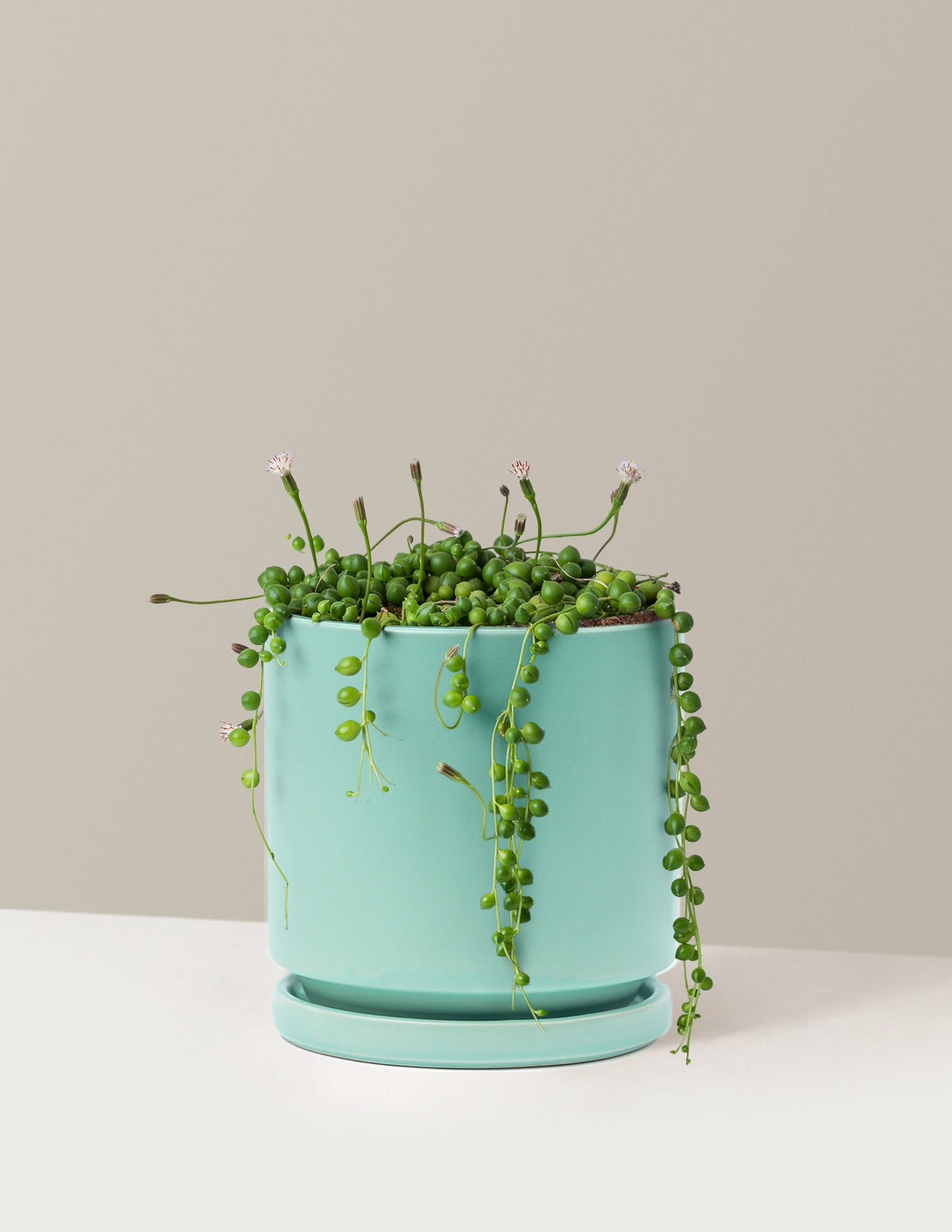 string of pearls house plant The Sill String of Pearls Houseplants, Small in Cream