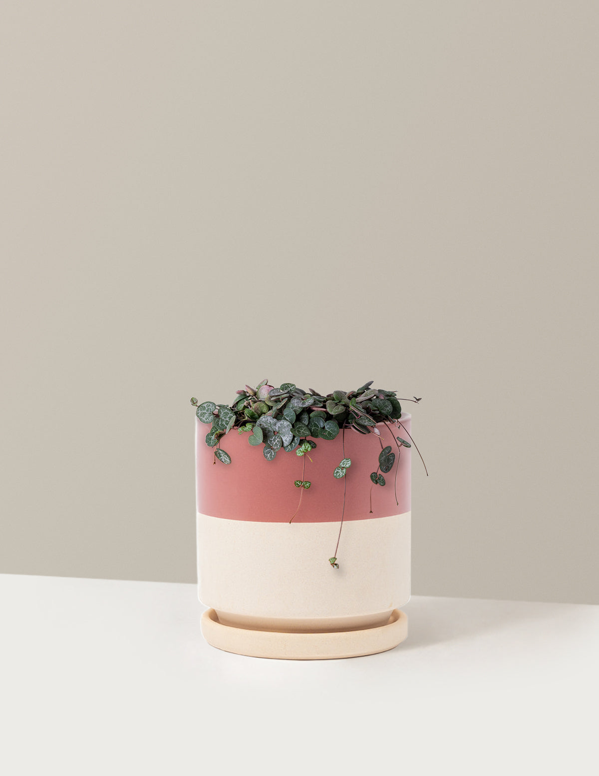String of Hearts