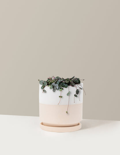 String of Hearts