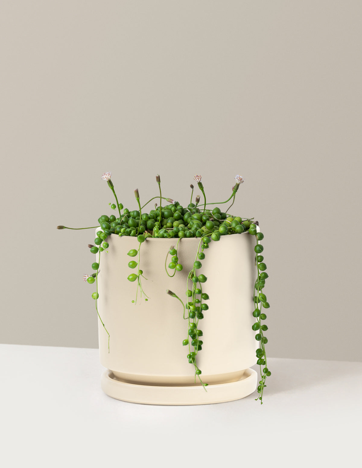 String of Pearls