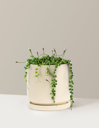 String of Pearls