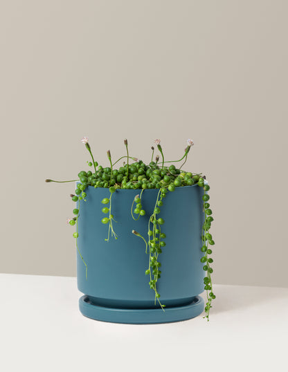 String of Pearls