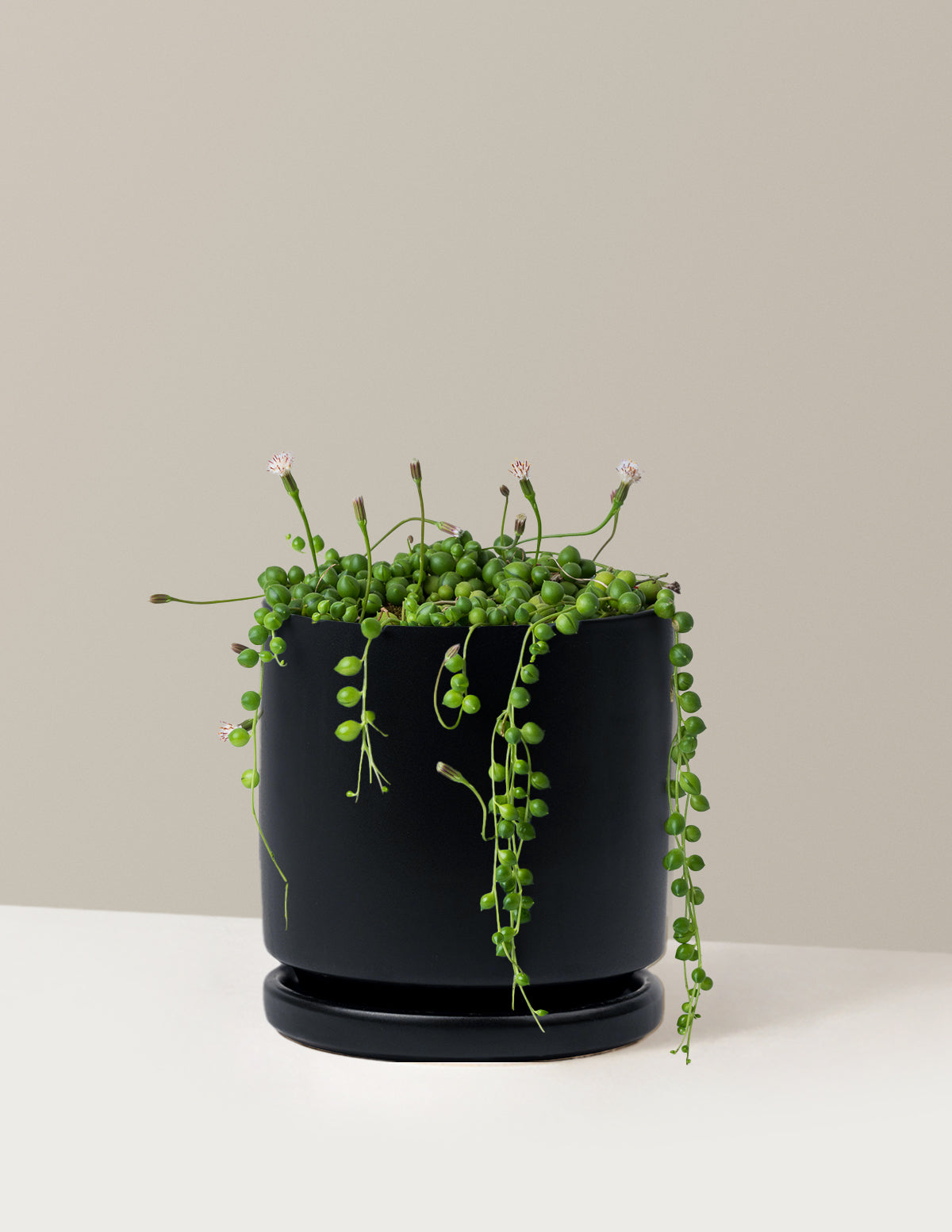 String of Pearls