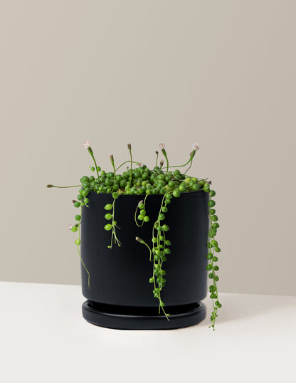 String of Pearls