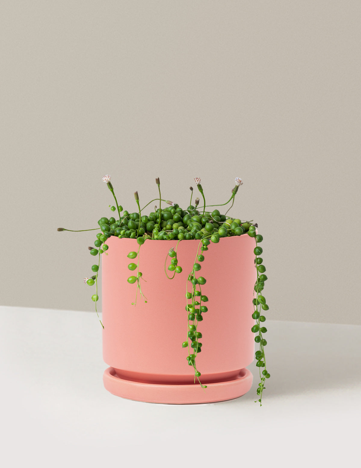 String of Pearls - Thumbnail 4