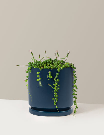 String of Pearls
