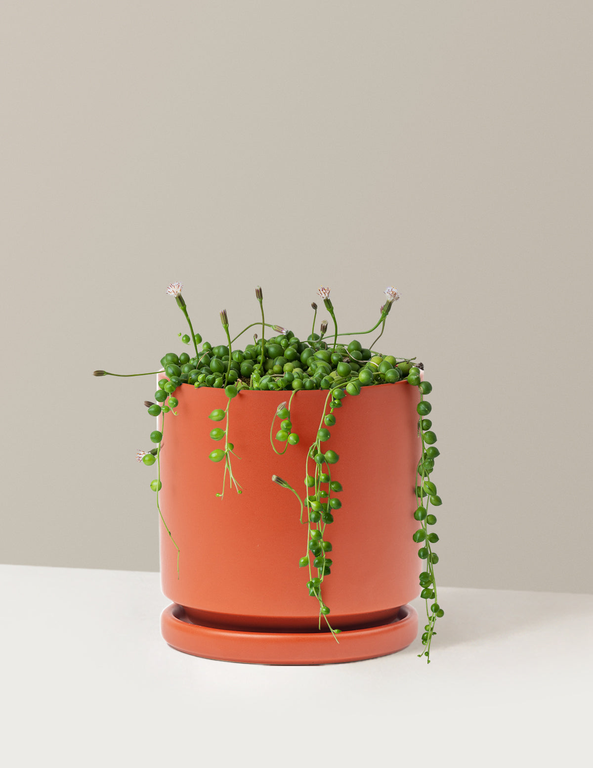 String of Pearls