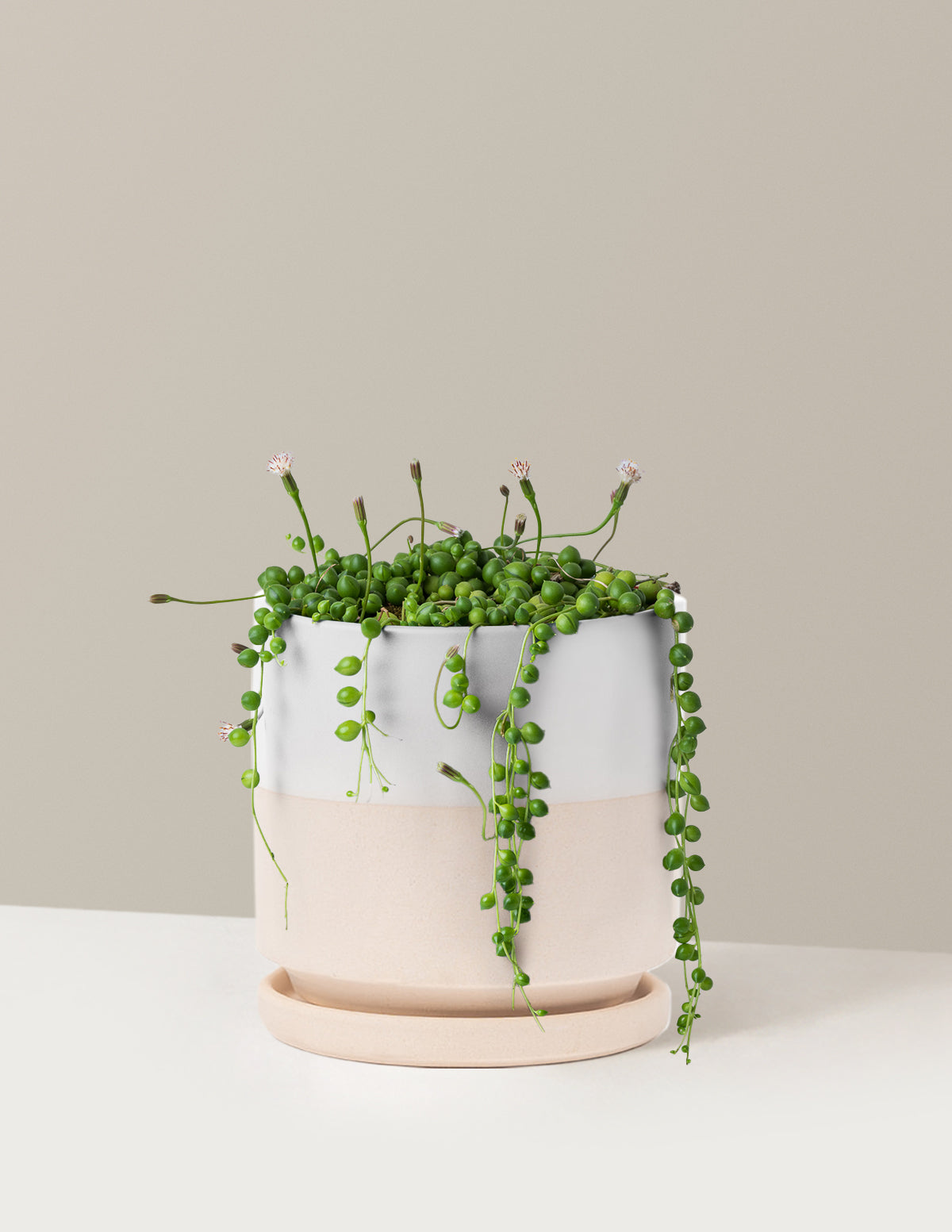 String of Pearls