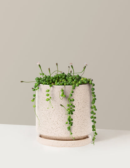 string of pearls hanging plant The Sill String of Pearls Houseplants, Small in Cream