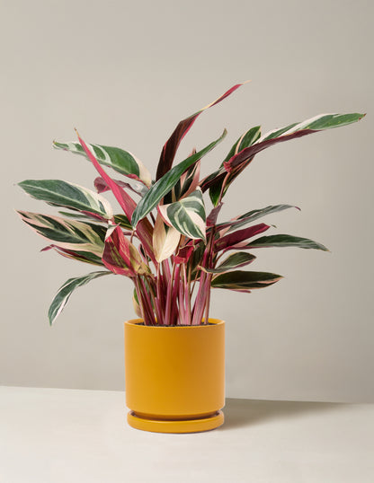 Stromanthe Triostar