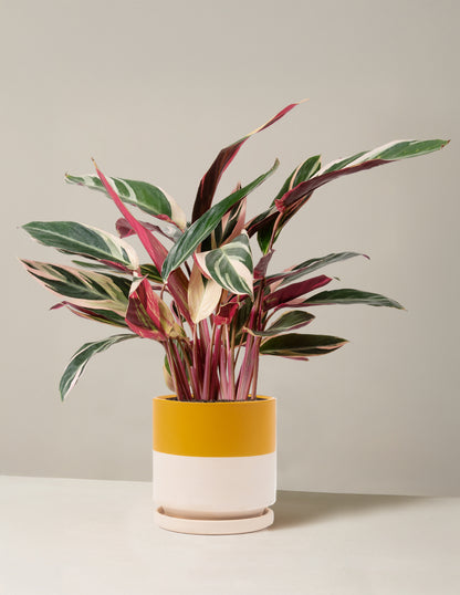 Stromanthe Triostar