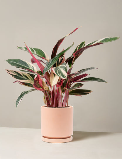 Stromanthe Triostar