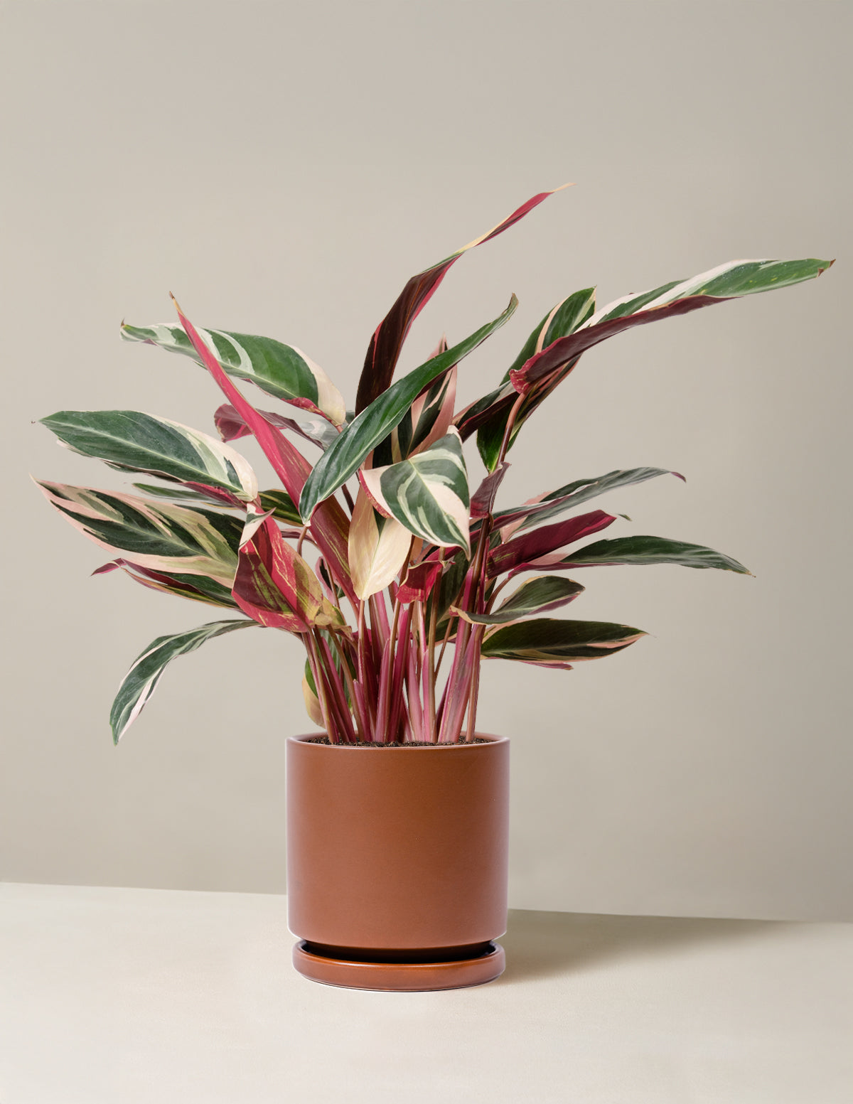 Stromanthe Triostar