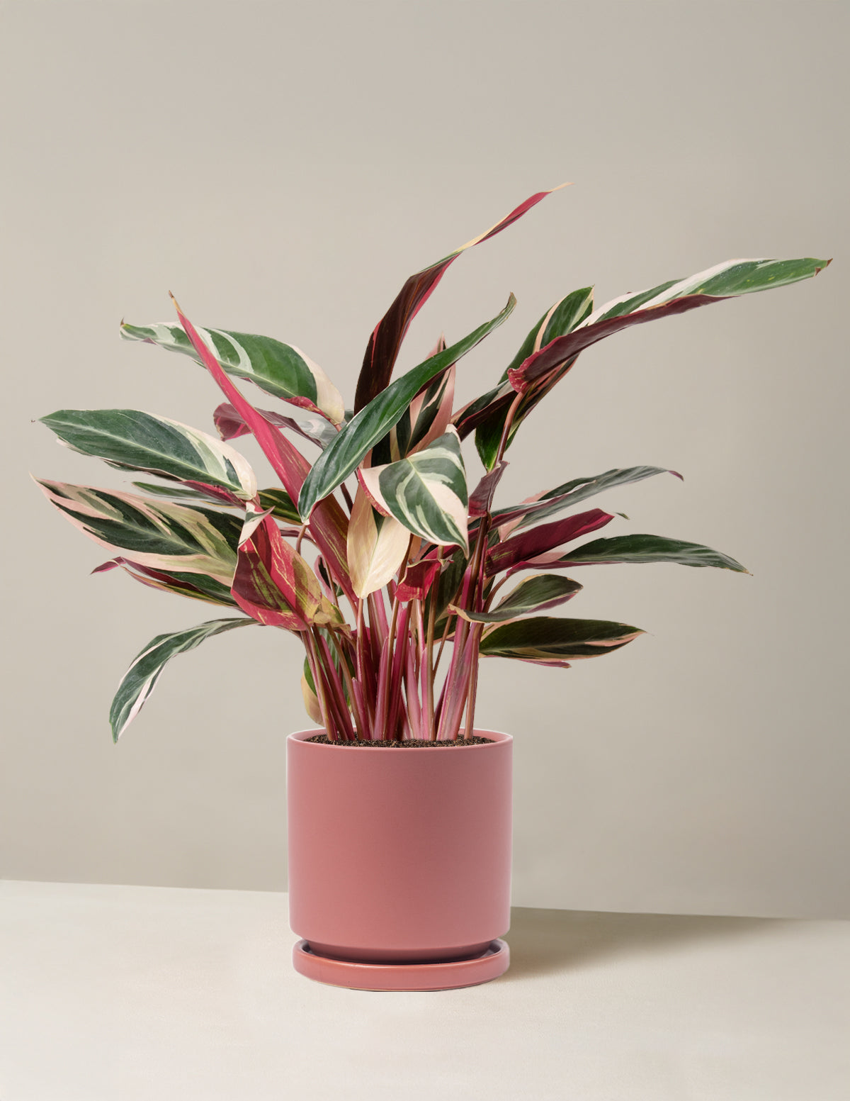 Stromanthe Triostar