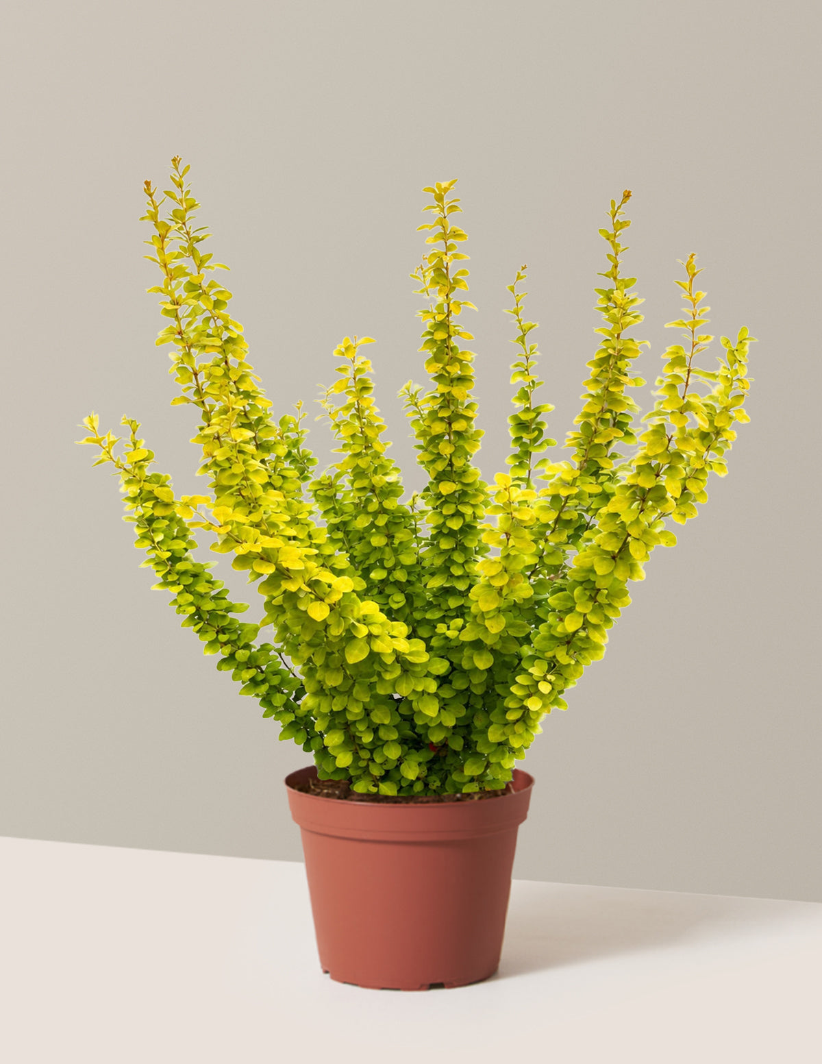 Sunjoy Gold Pillar® Barberry