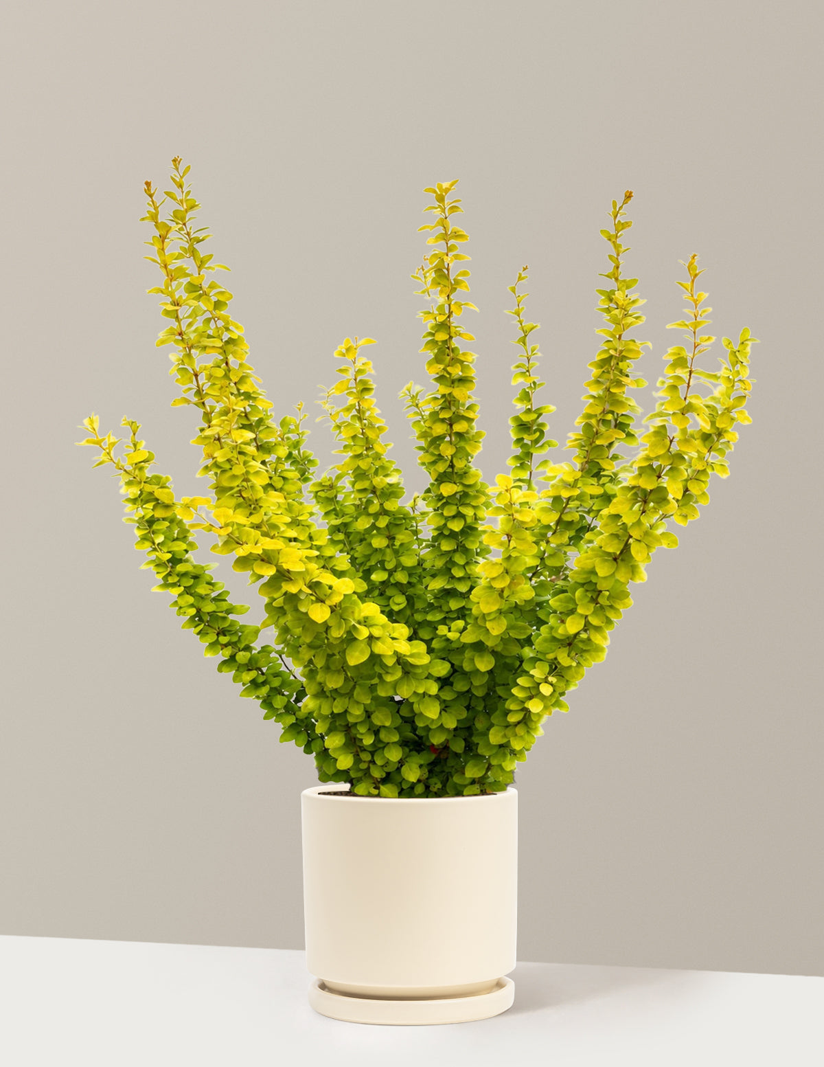 Sunjoy Gold Pillar® Barberry