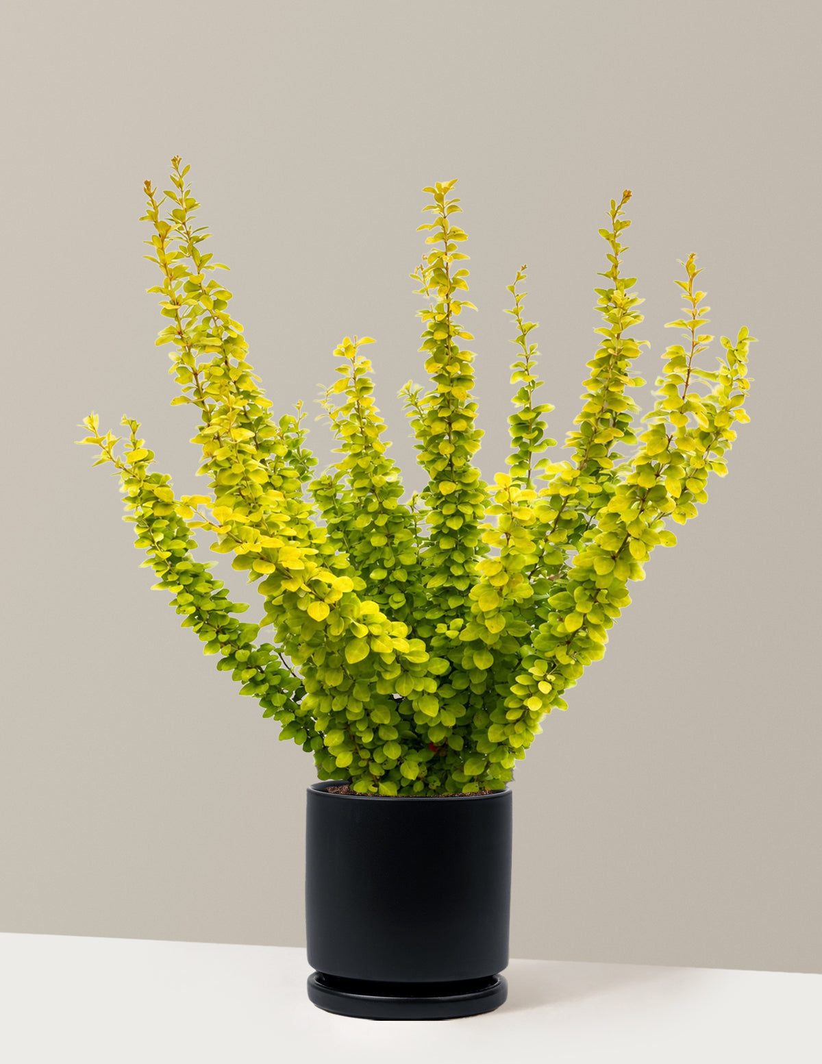 Sunjoy Gold Pillar® Barberry