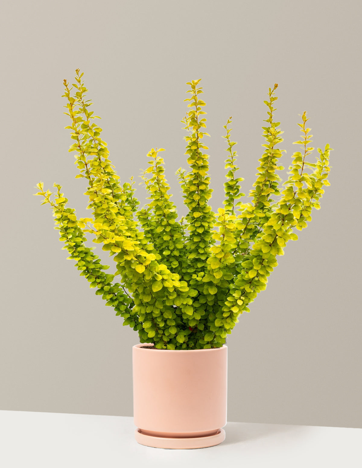 Sunjoy Gold Pillar® Barberry