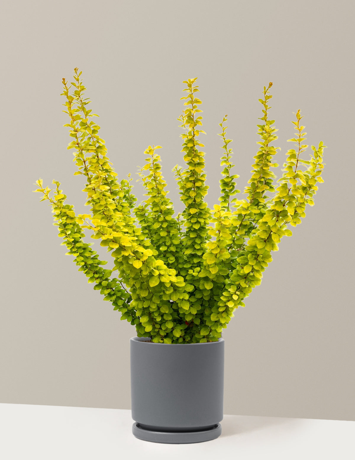 Sunjoy Gold Pillar® Barberry