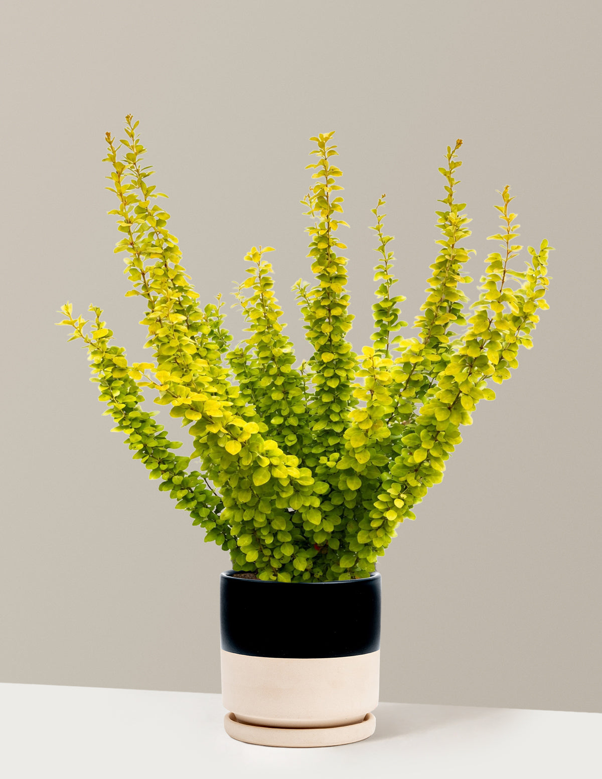 Sunjoy Gold Pillar® Barberry
