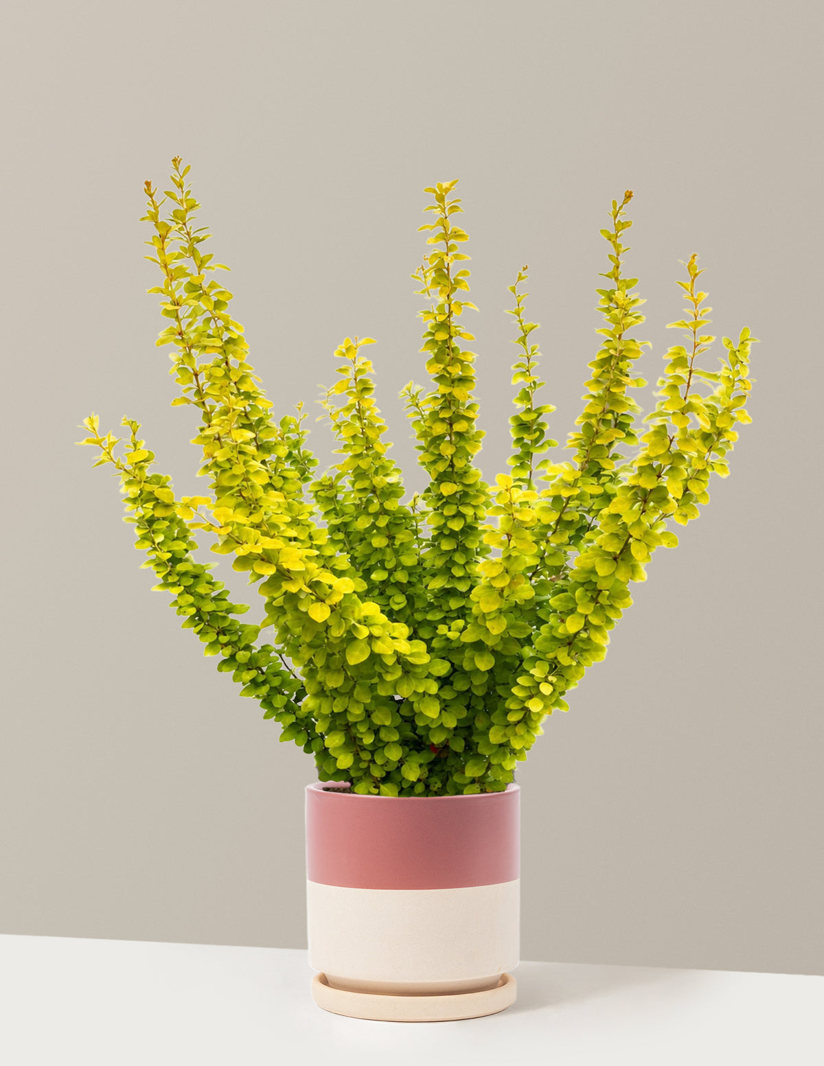 Sunjoy Gold Pillar® Barberry
