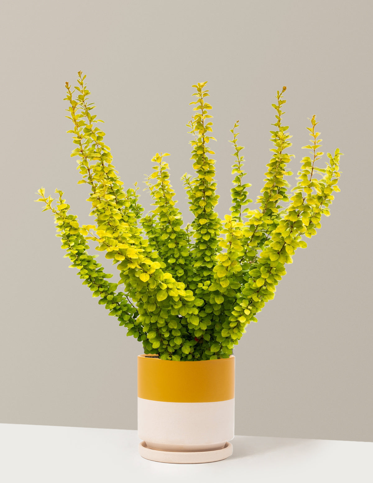 Sunjoy Gold Pillar® Barberry