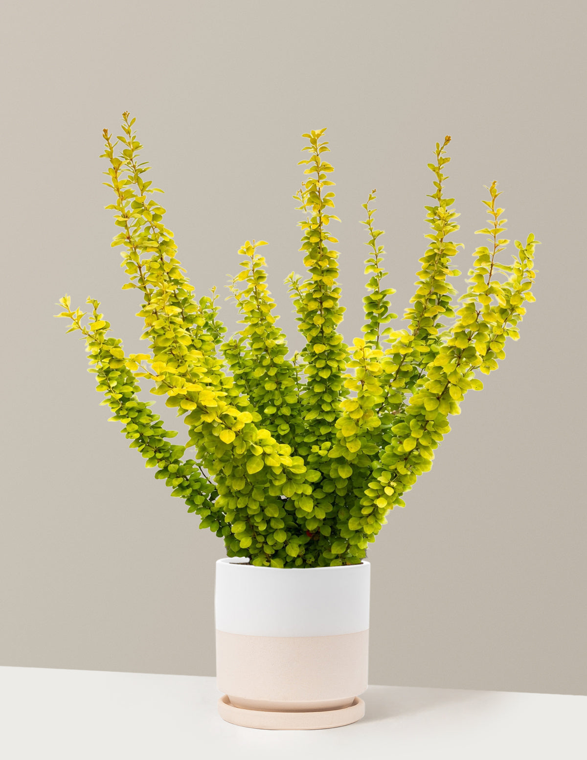 Sunjoy Gold Pillar® Barberry