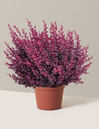 Sunjoy Mini Maroon® Barberry