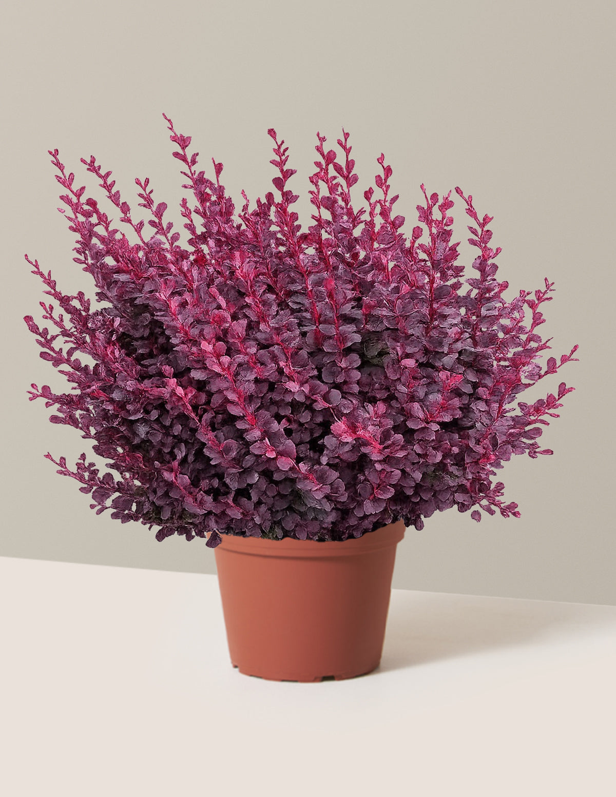 Sunjoy Mini Maroon® Barberry