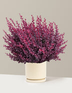 Sunjoy Mini Maroon® Barberry