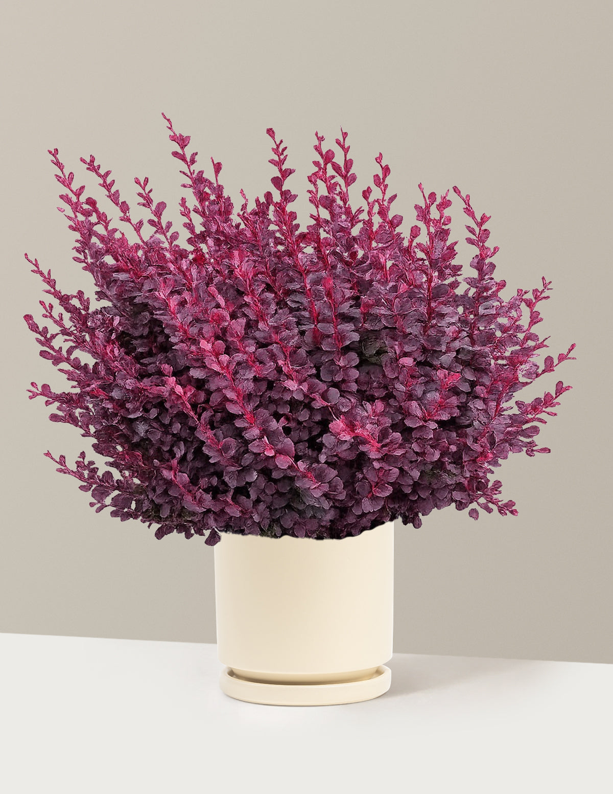 Sunjoy Mini Maroon® Barberry