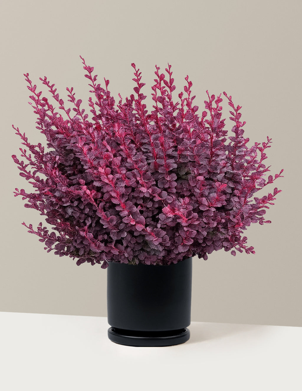Sunjoy Mini Maroon® Barberry