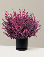 Sunjoy Mini Maroon® Barberry