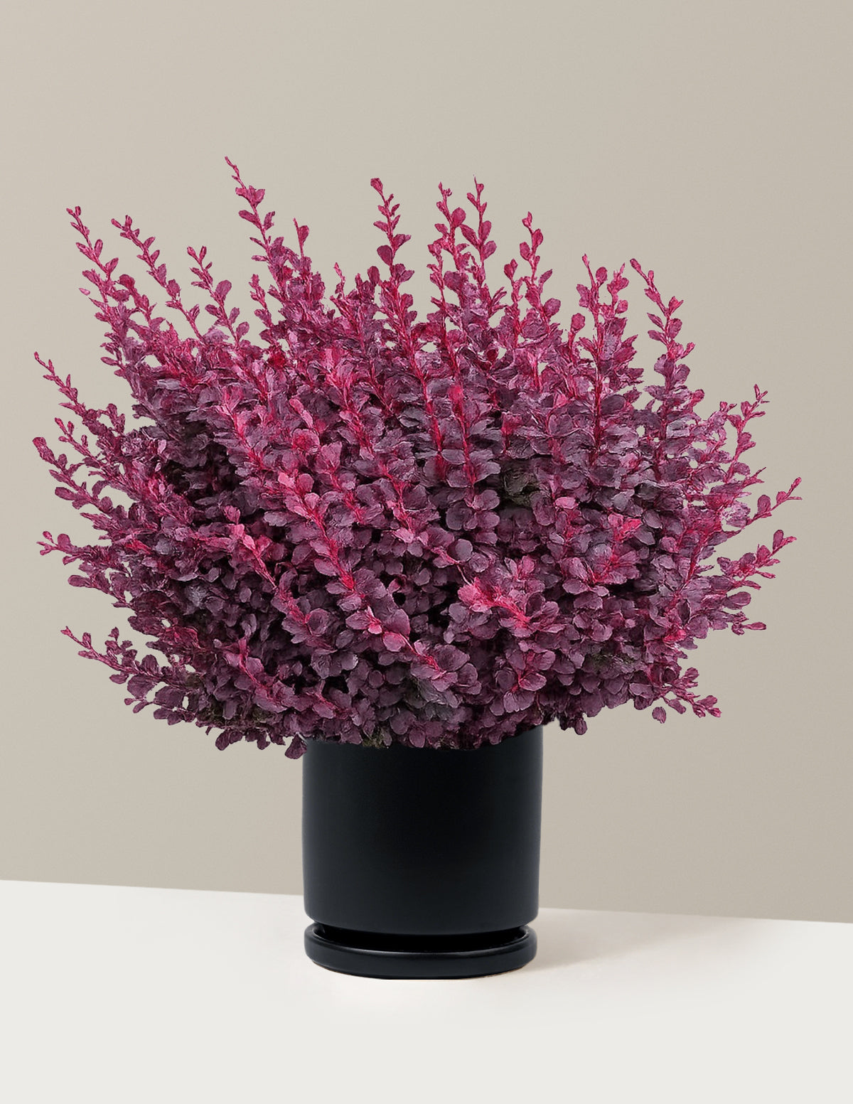 Sunjoy Mini Maroon® Barberry