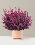 Sunjoy Mini Maroon® Barberry