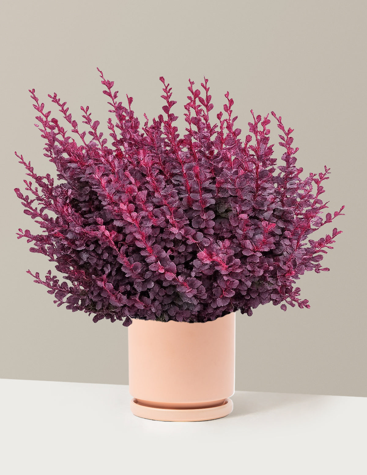 Sunjoy Mini Maroon® Barberry