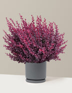Sunjoy Mini Maroon® Barberry