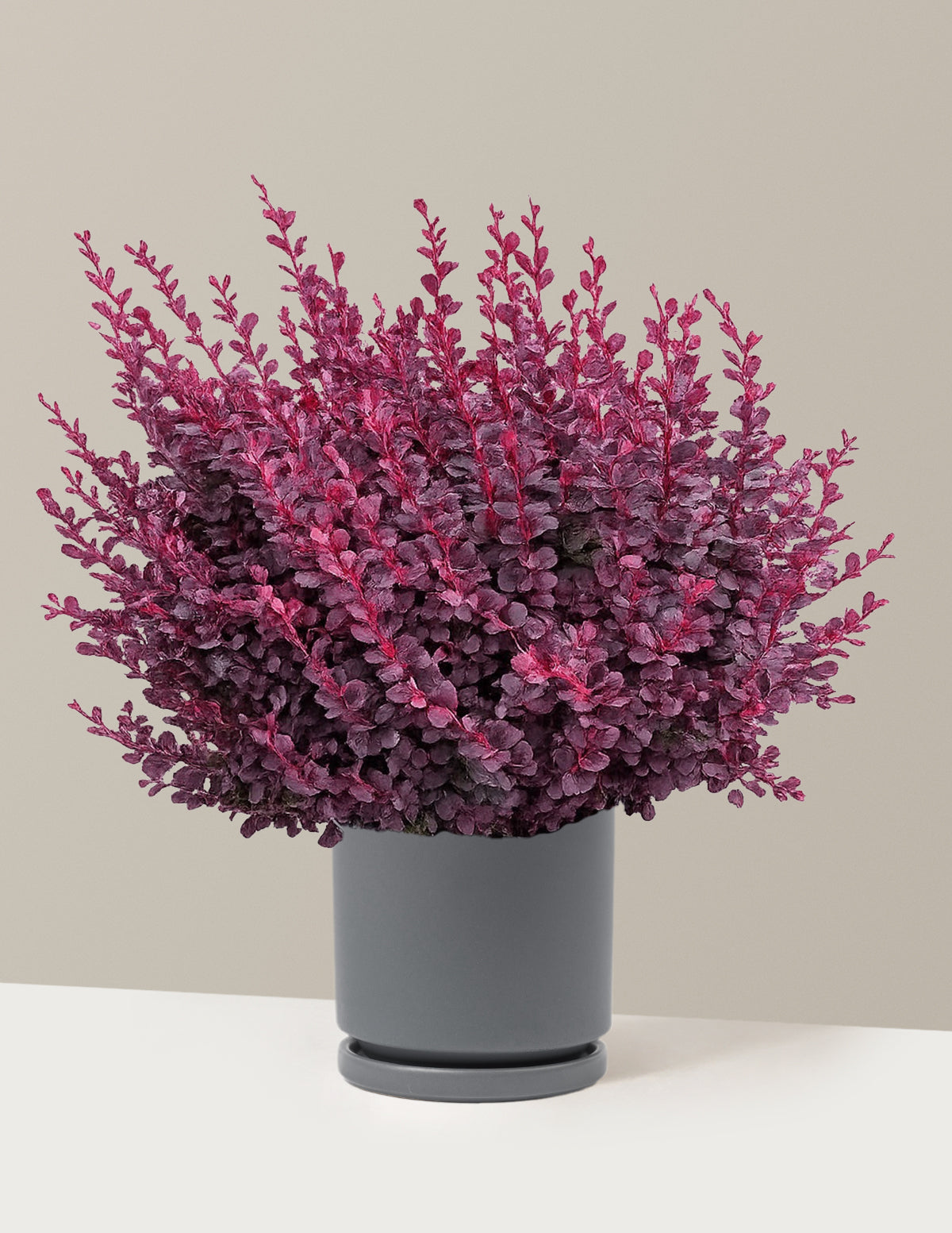 Sunjoy Mini Maroon® Barberry