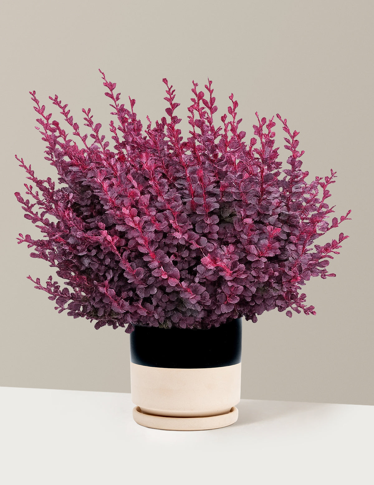Sunjoy Mini Maroon® Barberry