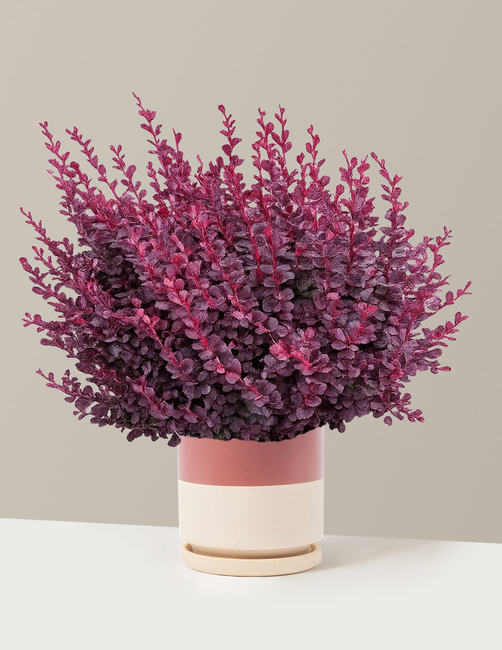 Sunjoy Mini Maroon® Barberry