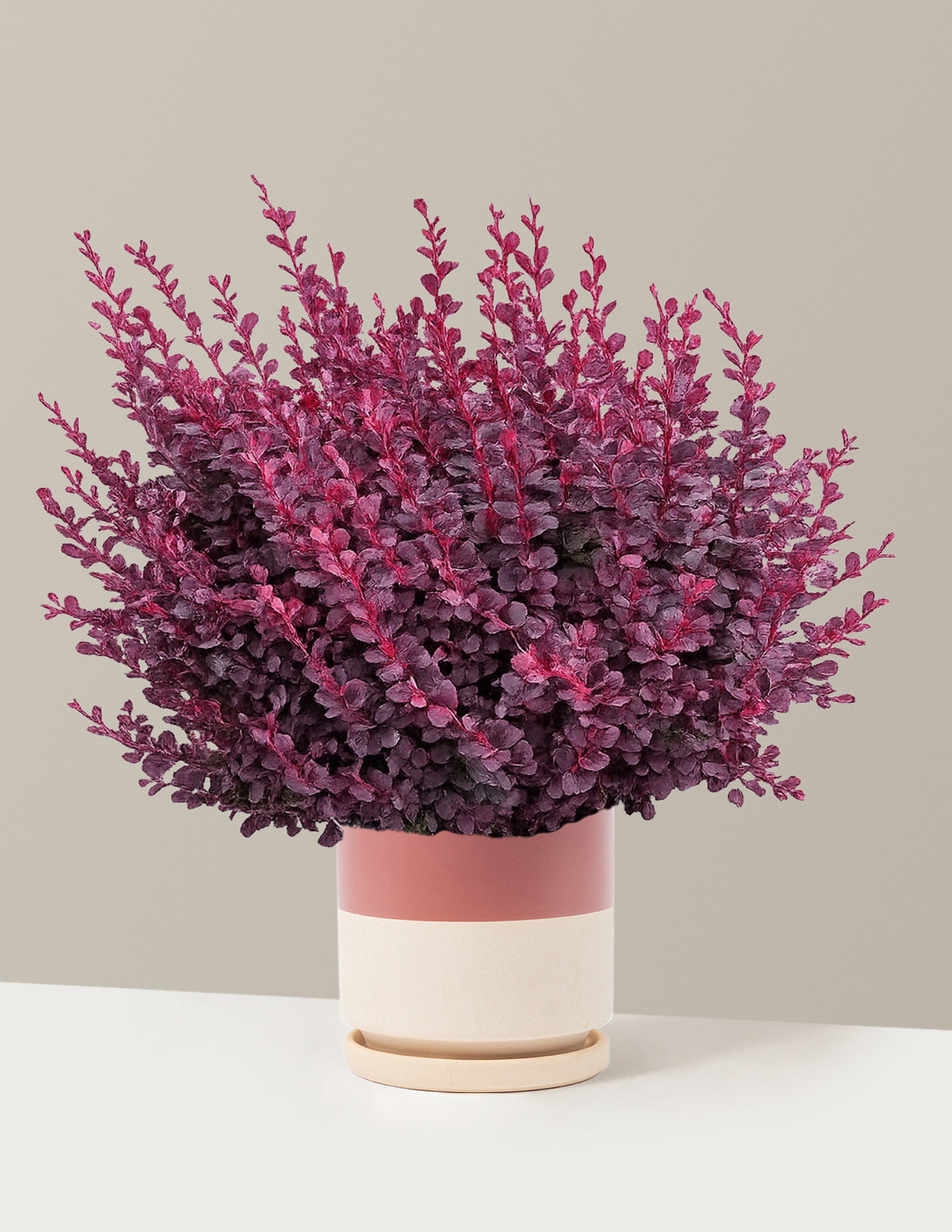 Sunjoy Mini Maroon® Barberry
