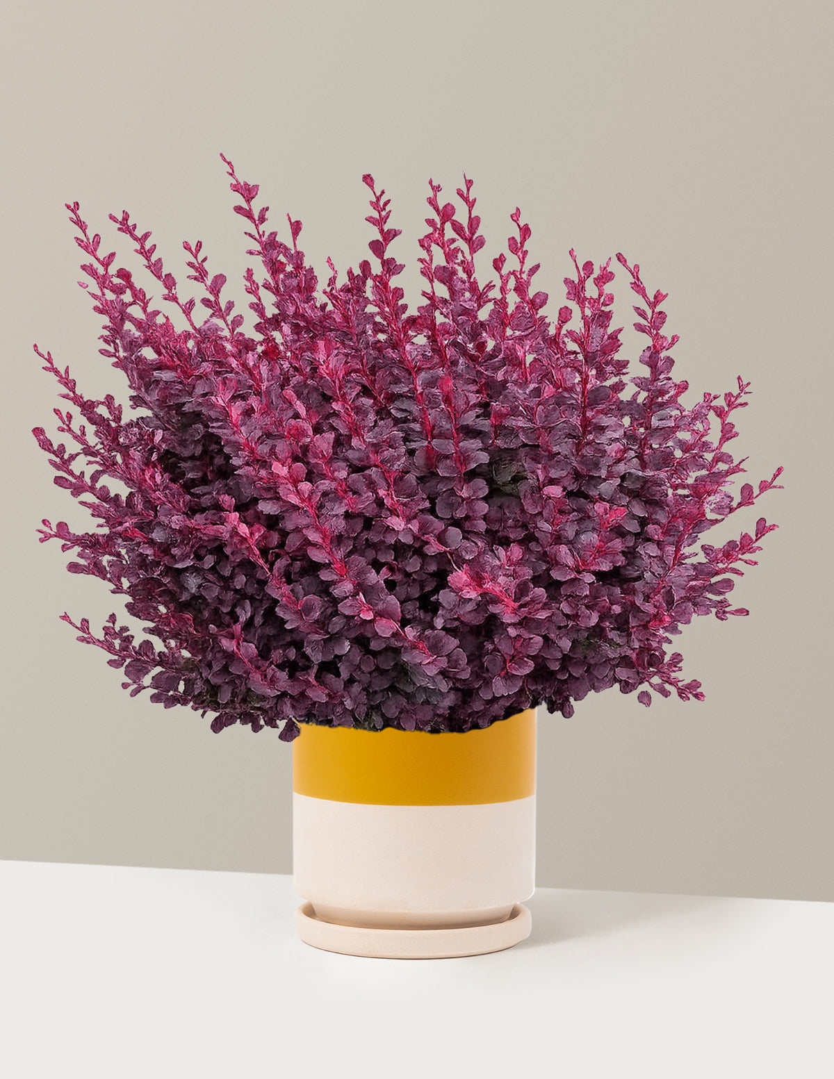 Sunjoy Mini Maroon® Barberry