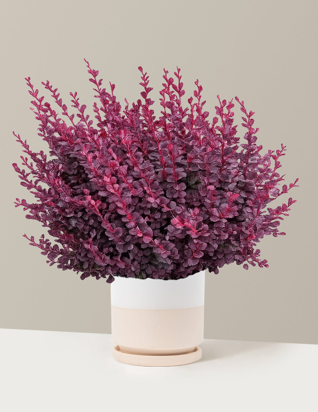 Sunjoy Mini Maroon® Barberry