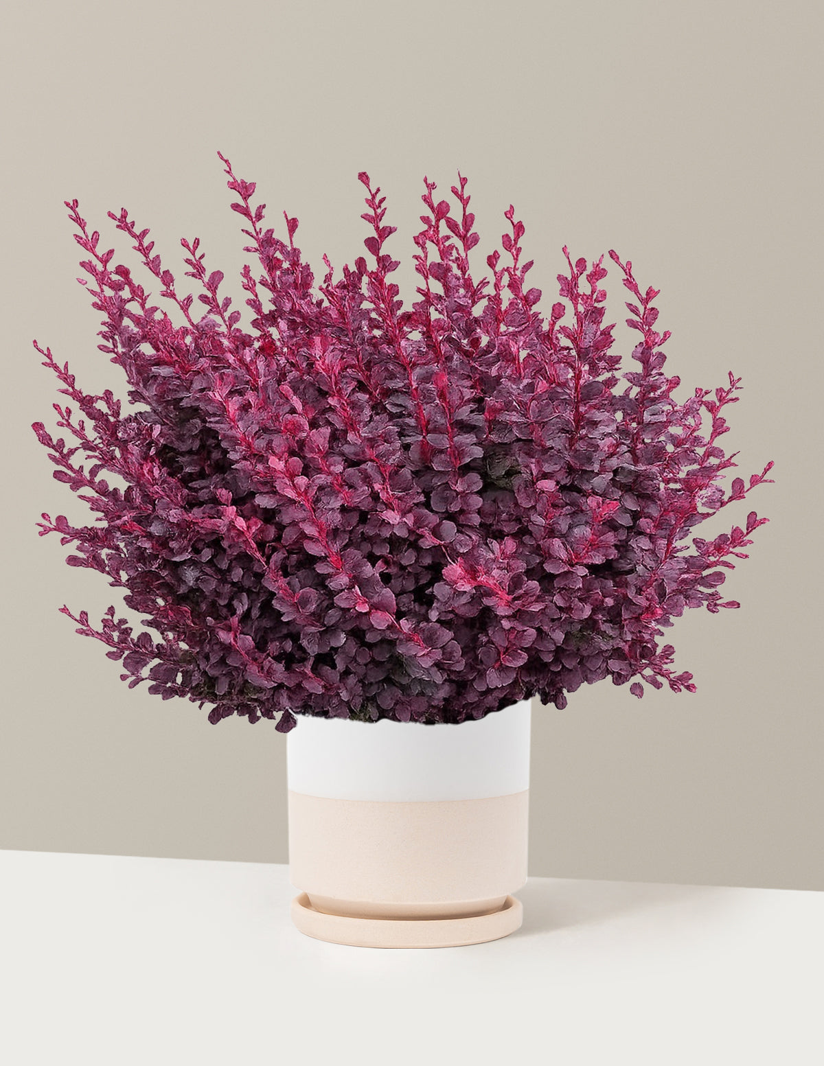 Sunjoy Mini Maroon® Barberry