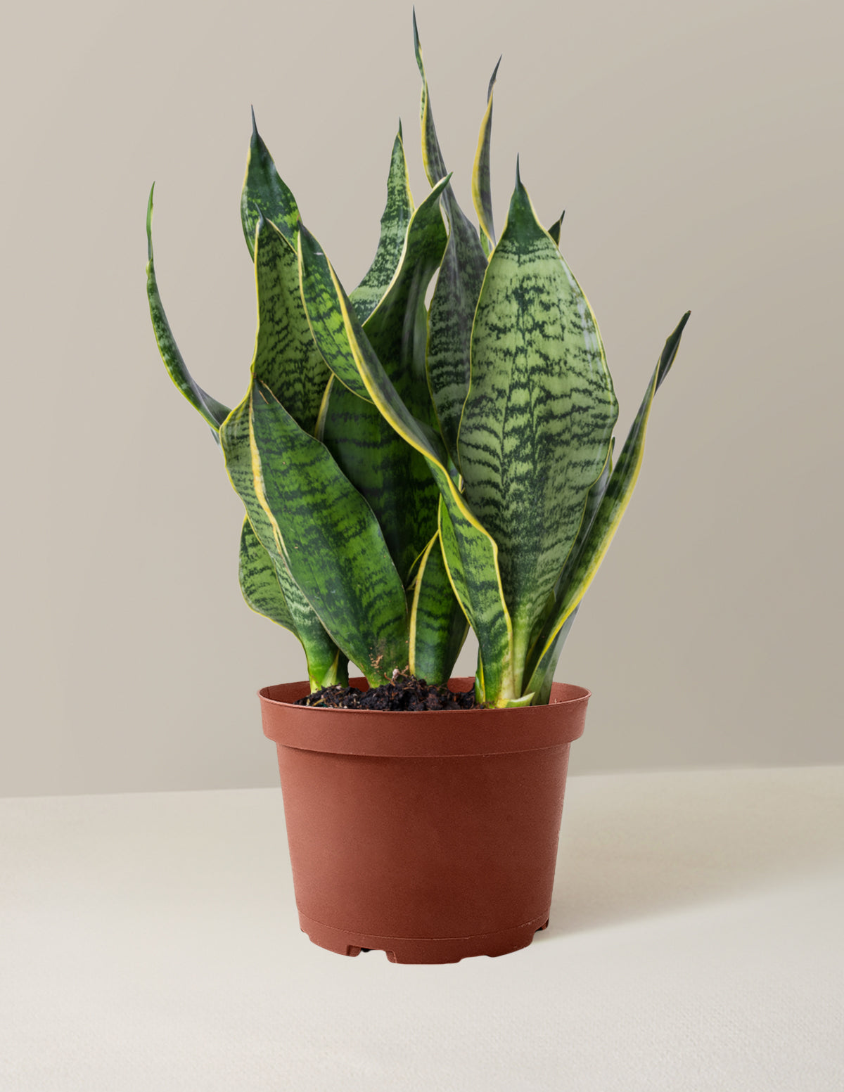 bundle | Medium | Grow Pot