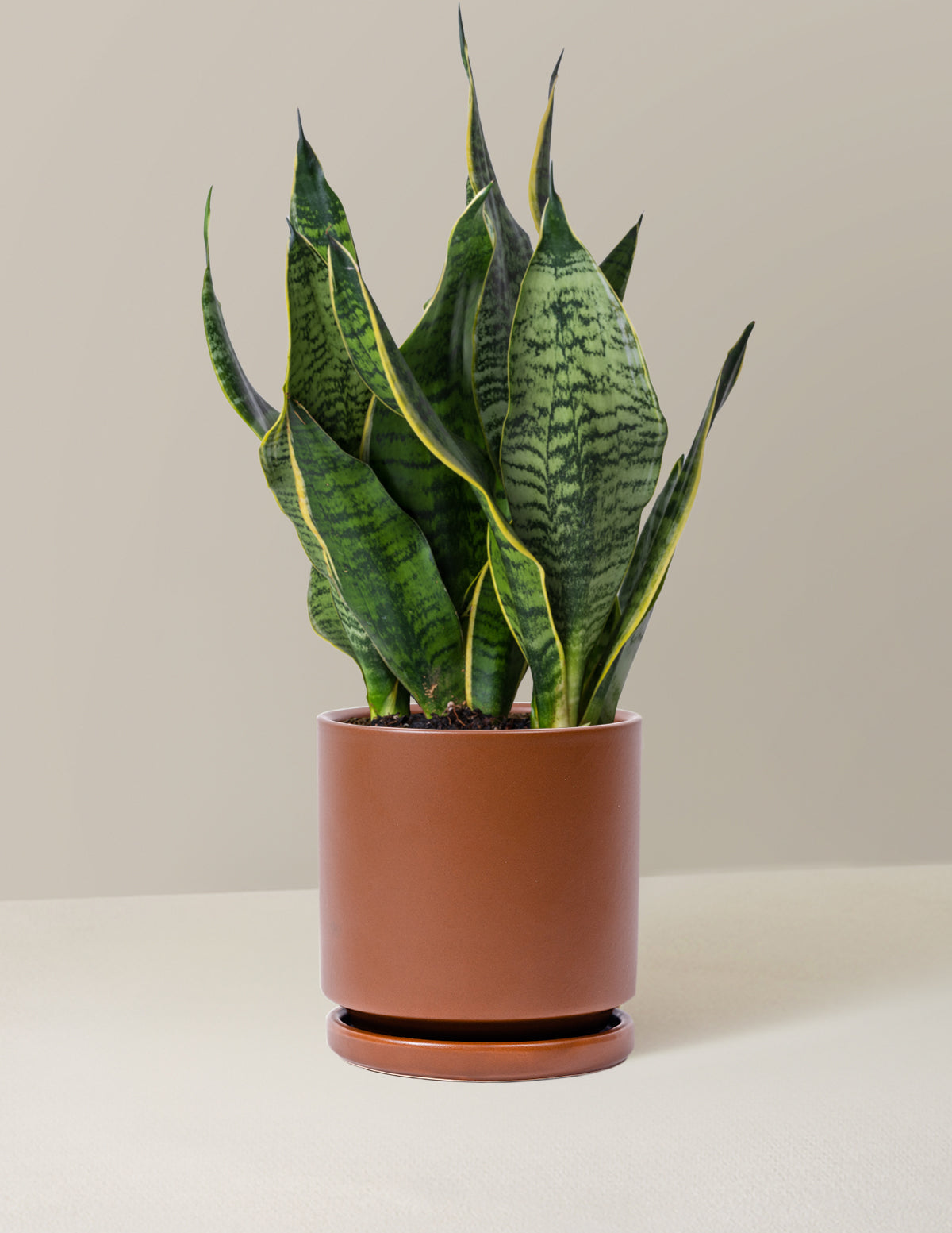 chocolate snake plant Snake Plant Futura Superba