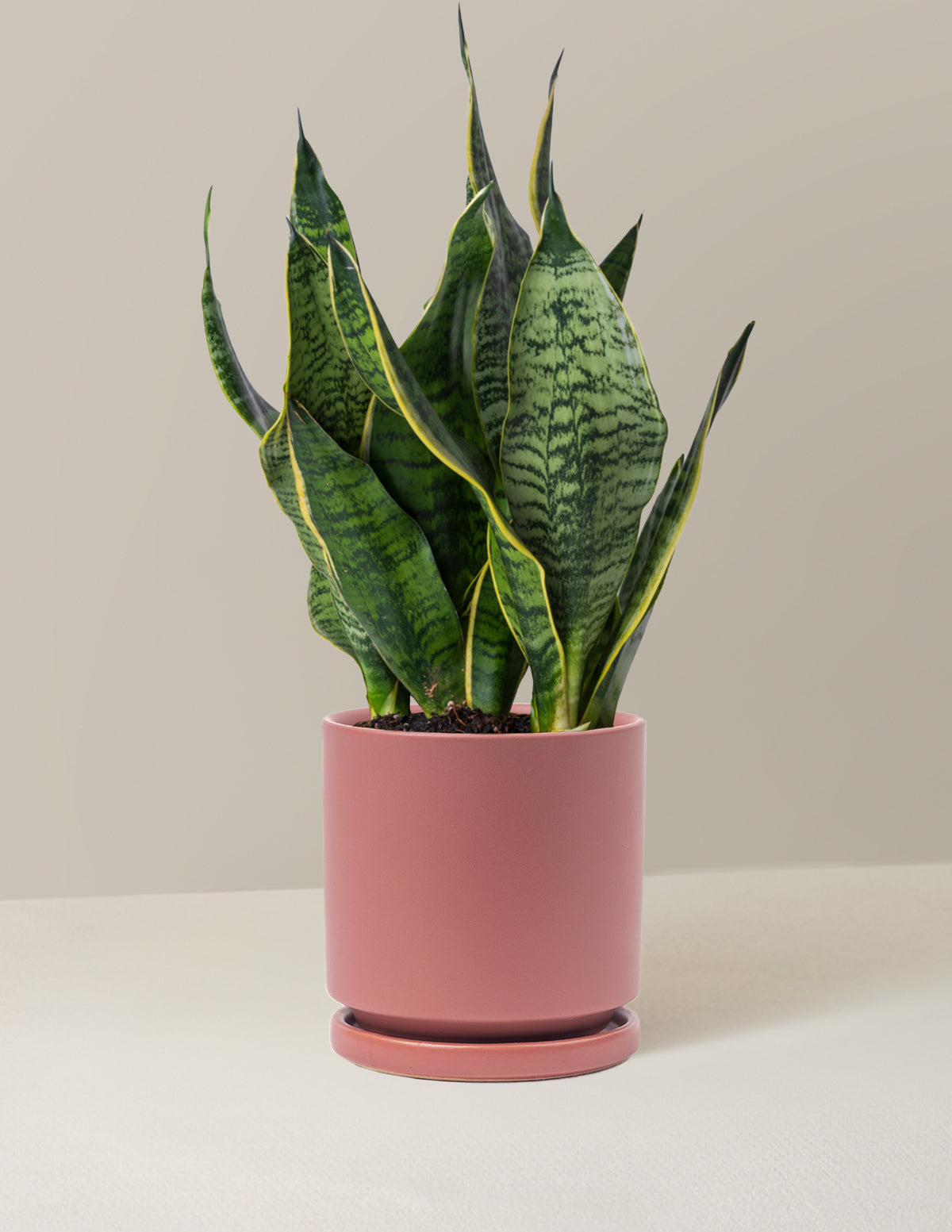 bundle | Medium | Isabella | Dusty Rose