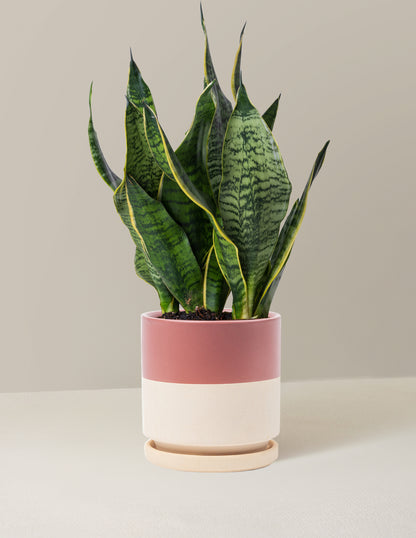 best snake plant pots Snake Plant Futura Superba | Low Light Plants & Houseplants Delivery