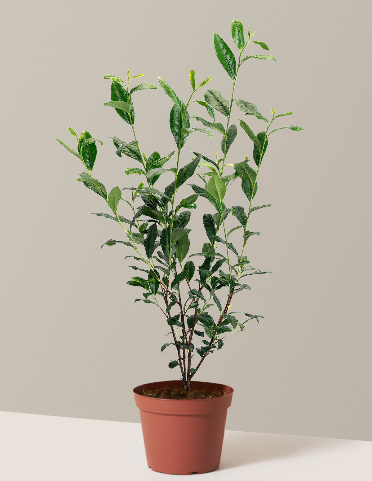 Tea Plant (Camellia Sinensis)